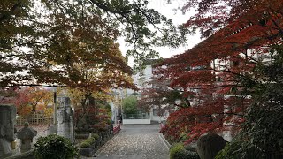 紅葉庭木鑑賞　善養密寺参詣　2024年12月5日