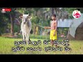 pandarin iskoleta lyrics video පාන්දරින් ඉස්කෝලෙට තොප්පි tantu karaththen by harshana dissanayaka