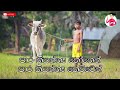 pandarin iskoleta lyrics video පාන්දරින් ඉස්කෝලෙට තොප්පි tantu karaththen by harshana dissanayaka