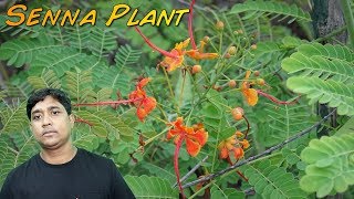 Incredible Benefits and Uses Of Senna Plant