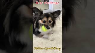 【パピヨンとコーギーのミックス犬】本日のボールキャッチ　today's ball catch