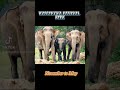 ලංකාවේ අලි බලන්න සුපිරිම places ටික මෙන්න thambapanni_sanchare travel travelshorts elephant