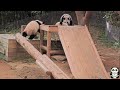 바오패밀리 함께바오 ep.109 장꾸미가 가득한 바오들의 오후 panda world