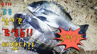 173회 동해바다--강릉 실시간 해변쪽 바다 해변 원투낚시 감성돔!! 52,50,29,28 합4수  포인트!! South Korea Surf-Casting