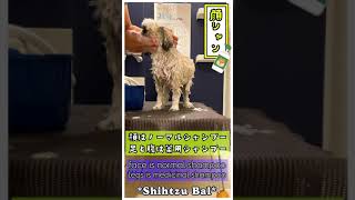 【犬のシャンプー】シーズーの顔洗い #Shorts