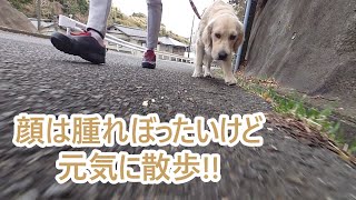 顔はまだ腫れぼったいけど元気に散歩！ゴールデンレトリバーティト