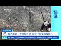 经济信息联播 快讯 陕西秦岭：大熊猫上树 网友“同情那棵树” cctv财经