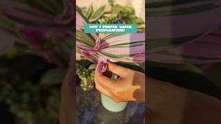 Water propagation of Tradescantia nanouk #garden #shorts #gardening #gardendesign #indoorplants