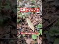 わさび採りは、トリカブト気を付けて下さい 春の山菜 天然わさび トリカブト