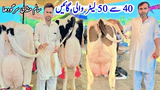 Salam Mandi Sargodha Fresh Update 2 October 2024 | 40 + ￼ biggest Milking Cows | Pk Janwar Mandi