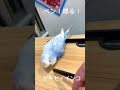 虎皮鸚鵡 賊賊「ペン！喋る！」 budgerigarbird shorts budgerigar bird セキセイインコ　 虎皮鸚鵡 鸚鵡 賊賊 インコ