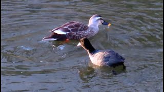 オオバン狛江地区 2025 01 19 #オオバン #野鳥 #birds #wildlife #nature #自然観察ぶらり散歩