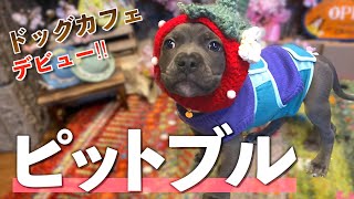 【ガチ天使】子犬のピットブルがドッグカフェでまさかの…