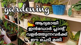 ആദ്യമായി ഇൻഡോർ പ്ലാന്റ് വളർത്തുന്നവർക്ക് ഈ ചെടി മതി /Gardening Malayalam/Garden Tour/Zain world