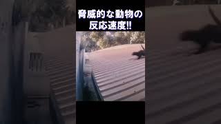 脅威的な動物の反応速度