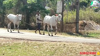 || Beautiful Khillari Calves ||