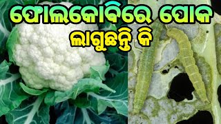 କୋବି ଫସଲର ପୋକ ନିୟନ୍ତ୍ରଣ    Pest Management of Cauliflower