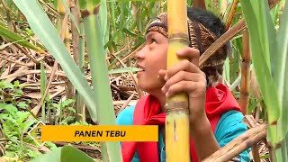 Asiknya Panen Tebu | BOCAH PETUALANG