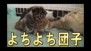 【猫好き】よちよち団子！（スコティッシュフォールド）《funny cats》