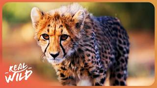 The Incredible Wildlife Of The Animal Kingdom