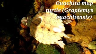 Ouachita map turtle(Graptemys ouachitensis) -TurtleTerrapinTortoise-