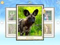 Find them all African animals sounds and gameplay in Spanish