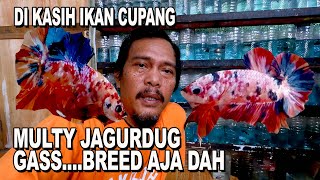 DI KASIH IKAN CUPANG AJIB GAS BREED AJA DAH