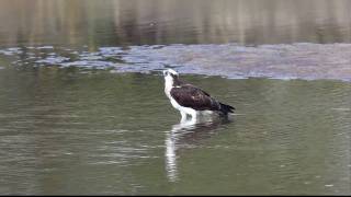 ミサゴ鳴く