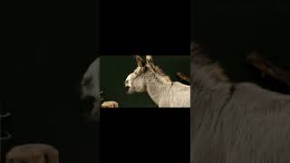 Donkey facts #shortsvideo #shorts #viralshort #youtubeshorts #facts