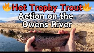 Hot Trophy Trout Action on the Owens River