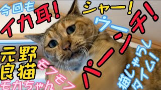 私にだけなつかない保護猫モカちゃんシャー！ウーパーンチ！のモフモフ猫じゃらしおやつタイム😸2023/07/15【保護猫 なつくまで】