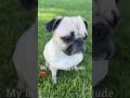 #dog #funny #puppy #cute #cutedog #tiktok #pets #dogshorts #ilovemypug