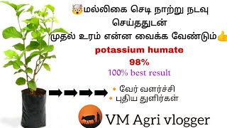 🌱மல்லிகை செடி நாற்று நடவு செய்தவுடன் முதல் உரம் என்ன வைக்க வேண்டும்?#potassium #humate #agriculture