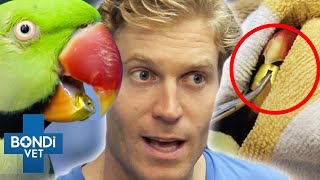 A Bell Is Stuck On Parrot's Beak 😱🦜 Bondi Vet Clips | Bondi Vet