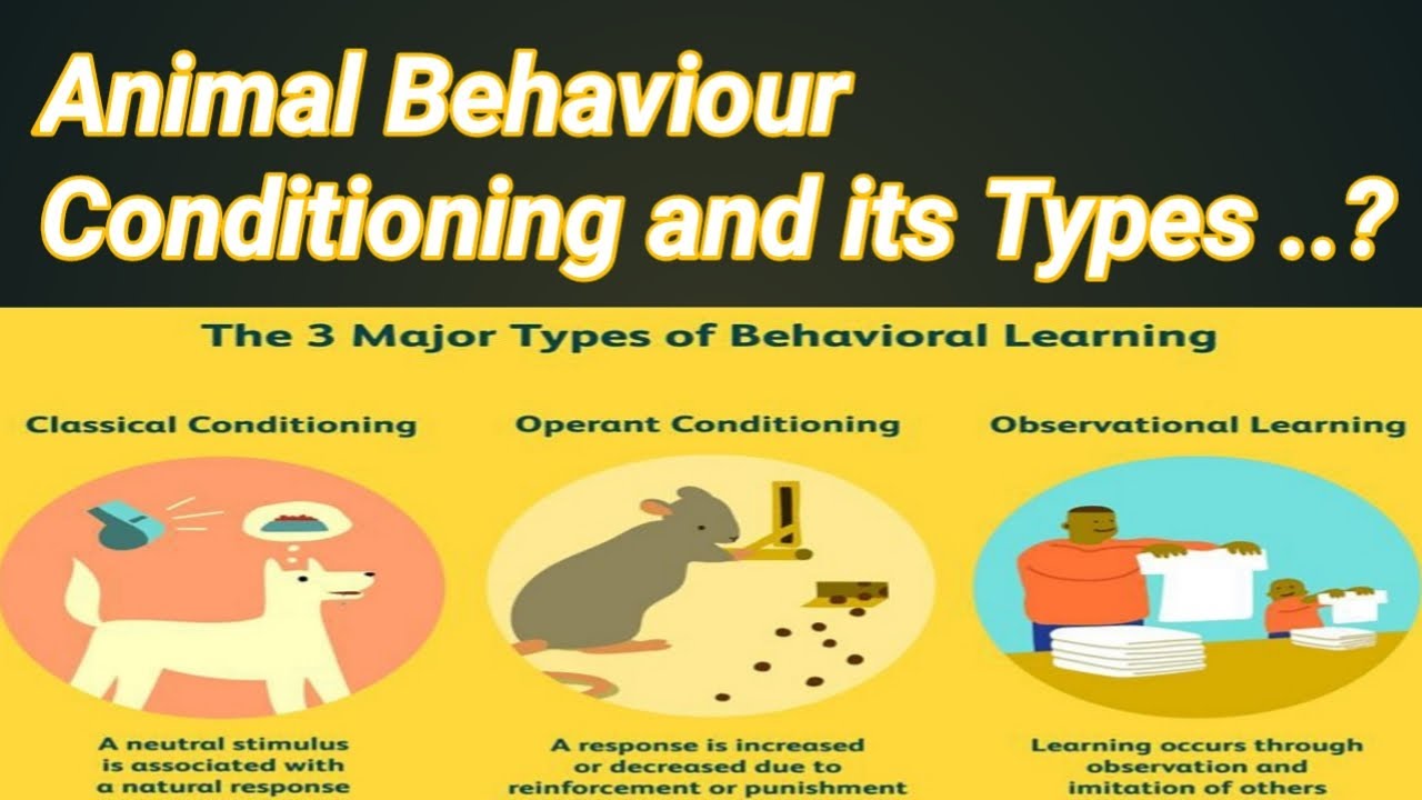 Conditioning Behaviour In Animals