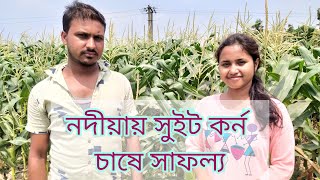 সুইট কর্ন চাষে লাভের মুখ দেখছেন কৃষকরা । Sweet Corn Farming..