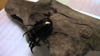 グラントシロカブト対アトラスオオカブト/Dynastes granti vs Chalcosoma atlas