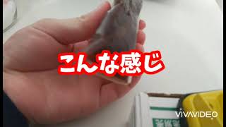 【たねや】手作り最中の食べ方の紹介