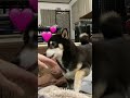 【柴犬】ママの手を舐めて甘える黒柴😊👍💕 shibainu 柴犬 黒柴