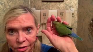 Special Peach Face Love Bird - Completely Tame - Priscilla