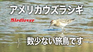 アメリカウズラシギ？ご意見を頂けると幸いです / Pectoral Sandpiper