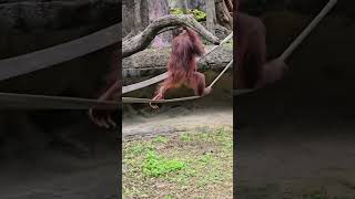 紅毛猩猩Bornean Orangutan/Taipei Zoo