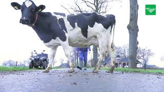 Melkveehouder Keuper voorstander van lang weideseizoen