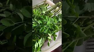 AFRICAN MORINGA PLANT HEALTH BENEFITS #shorts #moringa #malunggay #subscribe #share #like #thankyou