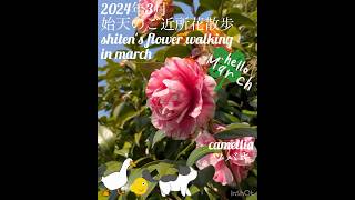 【2024年3月 始天のご近所花散歩】shiten's flower walking in march