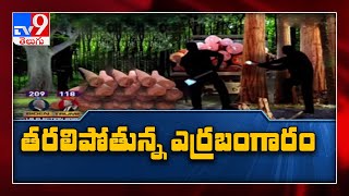 Seshachalam అడవుల్లో తరలిపోతోన్న ఎర్రబంగారం - TV9 Exclusive Report