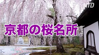 京都の桜名所 祇園白川・高台寺 夜のライトアップ【おうちで花見2020】京都観光 Cherry Blossoms Kyoto Japan