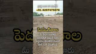 APCRDA Open Plots in Pedaogirala || Pedaogirala Real Estate || Call: +91 8297475678