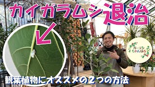 観葉植物に付く嫌な虫！カイガラムシの対処方について解説してみた。