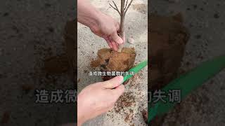 茶花越养越差，原来土壤出现了问题，一勺黑粉帮你解决